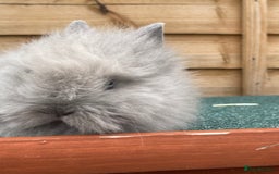 Lionhead rabbits for sale: 2 male left. 6 females  - Image 33