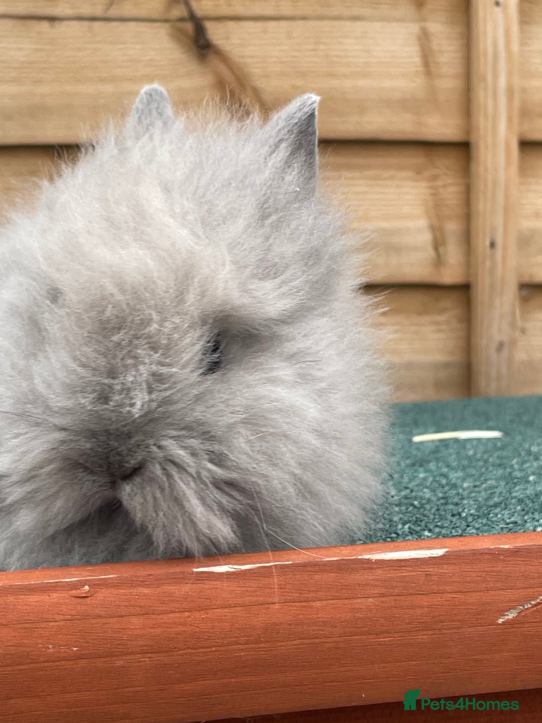 Lionhead rabbits for sale: 2 male left. 6 females  - Image 33