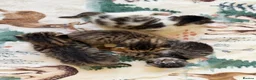 Mixed Breed cats for sale: 4 Kittens Available (Prize Winning Stock 🏆) in Croydon - Advert 7