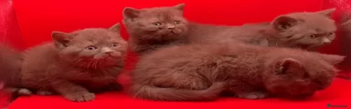 British Shorthair Kitten 2