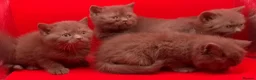 British Shorthair cats for sale: Pedigree Chocklate cinnamon British short hair  - Advert 6