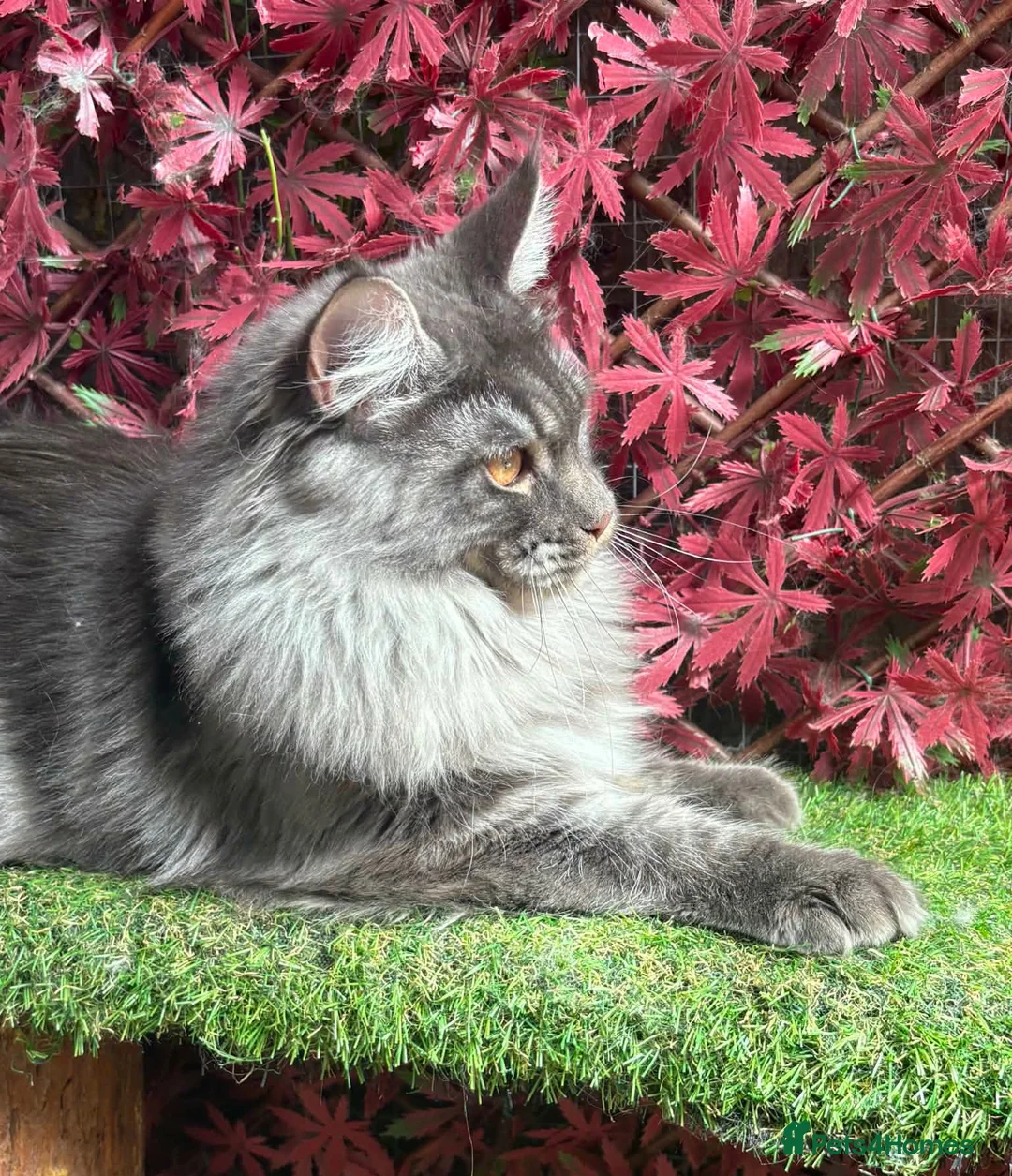 Maine Coon cats for sale: GCCF 8 Month Old Maine Coon Male. - Advert 2