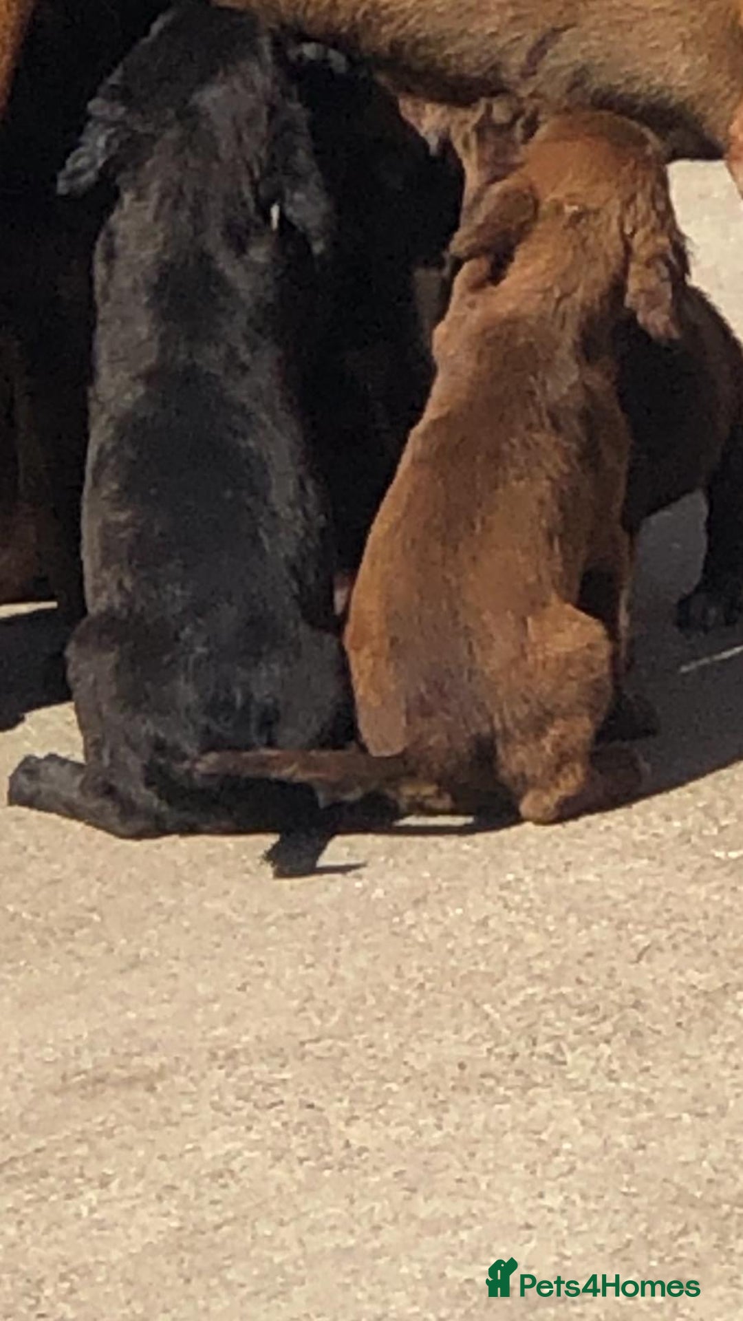 Mixed Breed dogs for sale: Puppies  - Image 1