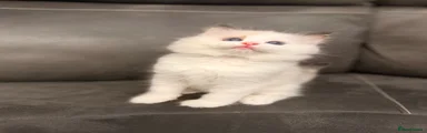 Ragdoll 1