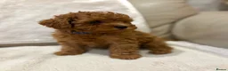 Cavapoo dogs for sale: Cavapoo puppies (Extensively health tested) F1b  - Advert 6