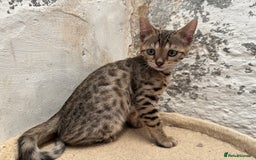 Bengal cats for sale: Bengal kittens ready now silver and marble boys - Image 7