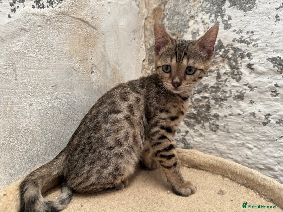 Bengal cats for sale: Bengal kittens ready now silver and marble boys - Image 7