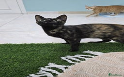 Mixed Breed cats for adoption: [Indoors Only] Alto & Moka! Cuddlebugs Funky Pair! - Image 7
