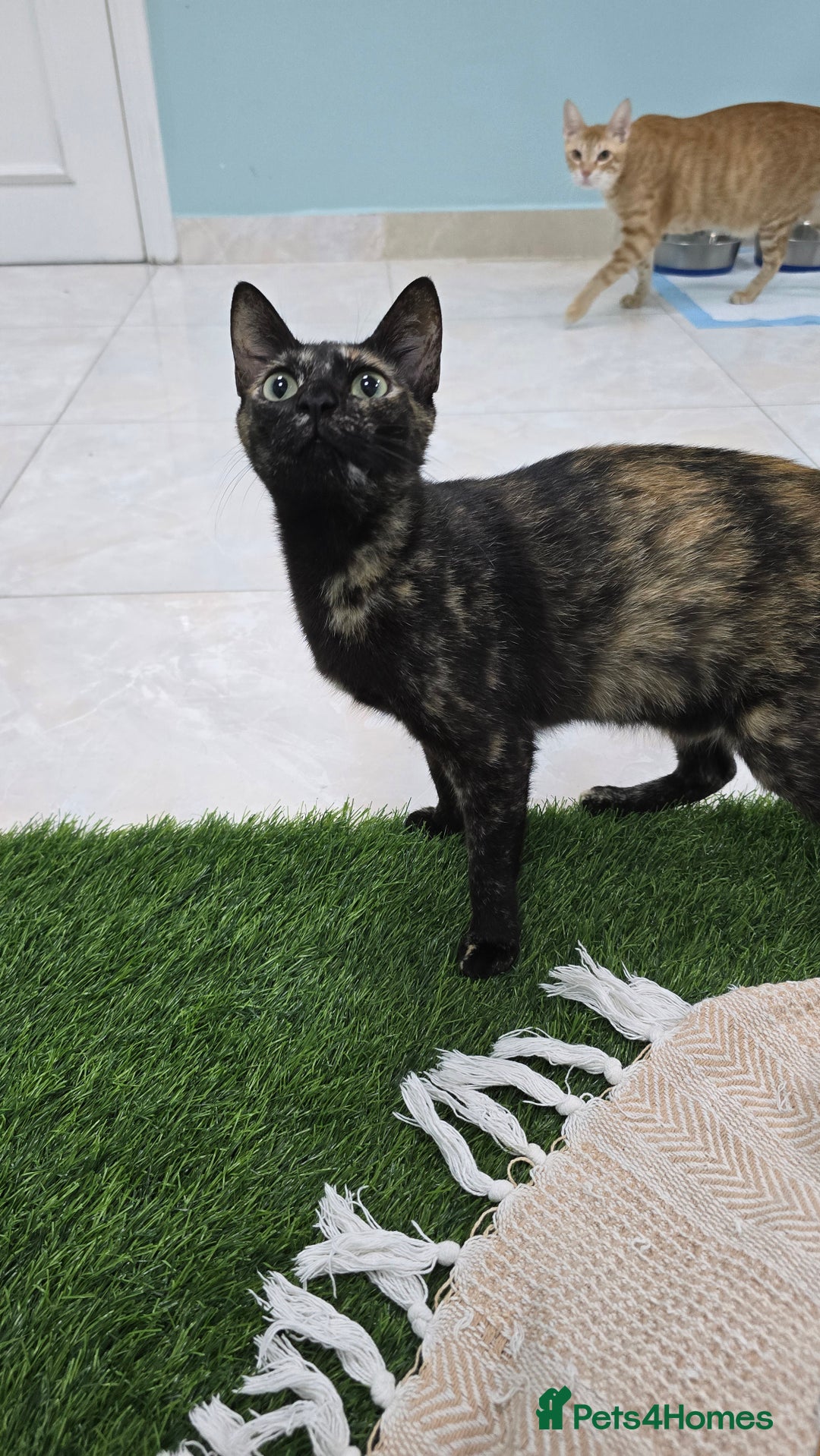 Mixed Breed cats for adoption: [Indoors Only] Alto & Moka! Cuddlebugs Funky Pair! - Image 7