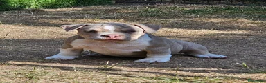 Beige collar female 