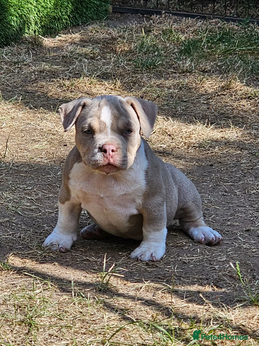 American Bully dogs for sale: Cowboyline pocket bullies (11 weeks old) - Advert 1