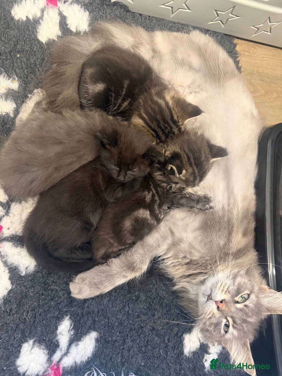 Mixed Breed cats for sale: Adorable kittens  - Advert 1