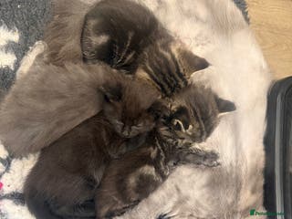 Mixed Breed cats Adorable kittens - Advert 3