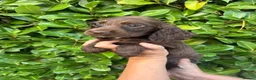 Cocker Spaniel dogs for sale: Cocker spaniel puppies  in Cambridge - Advert 8