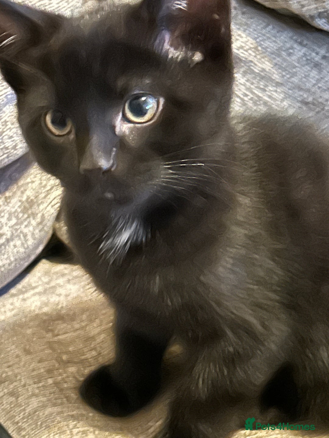 Mixed Breed cats for sale: Beautiful kitten - Advert 5