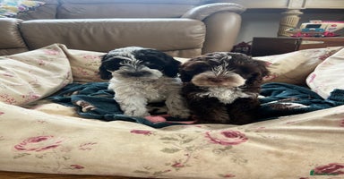 Cockapoo dogs - Advert 4