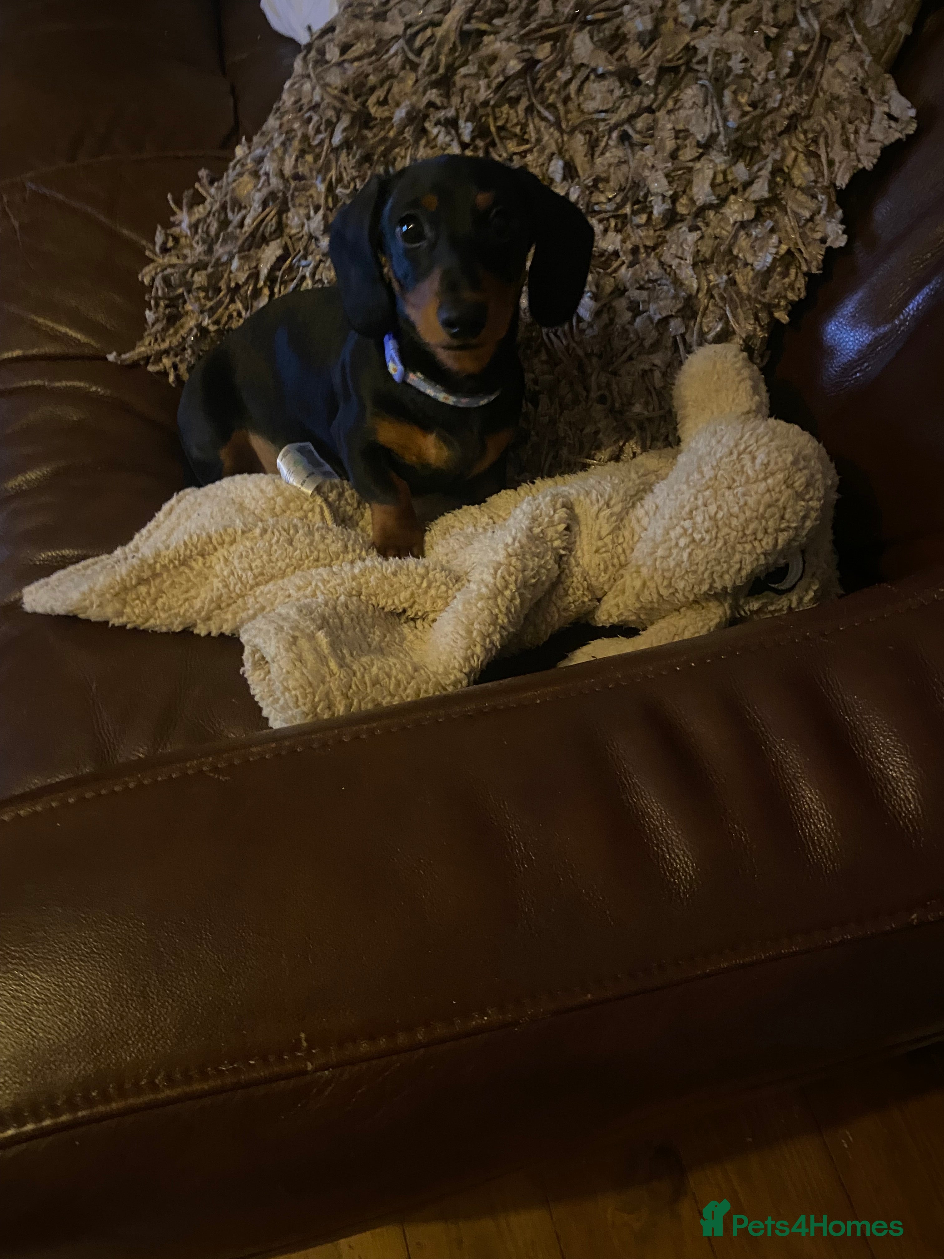 Miniature Dachshund dogs Beautiful miniature dachshund  - Advert 2