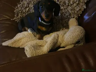 Miniature Dachshund dogs Beautiful miniature dachshund - Advert 2