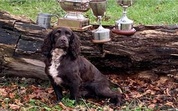 Cocker Spaniel dogs for sale: Kennel Club Registered Cocker Spaniel Puppies  - Image 10