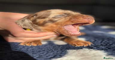 Miniature Dachshund dogs - Advert 7