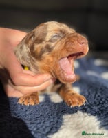 Miniature Dachshund dogs - Advert 7