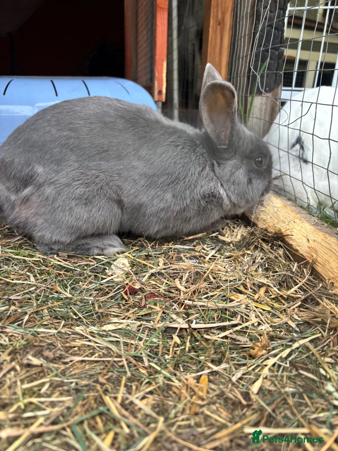Mixed Breed rabbits for sale: Male bunny  - Advert 2
