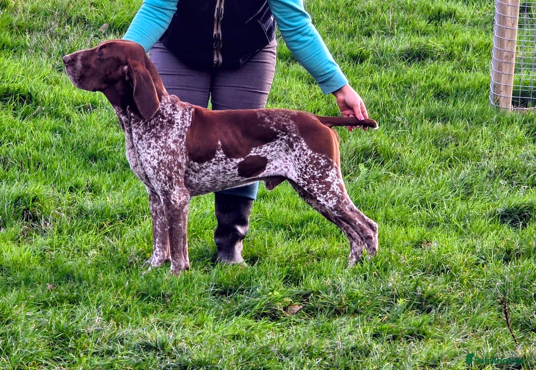 Bracco Italiano dogs for sale: Bracco Italiano Puppies Due March - Advert 4