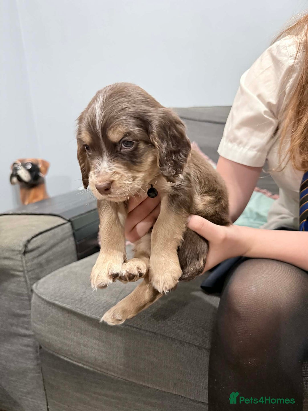 Sprocker dogs for sale: 4 LEFT Sprocker Spaniel Puppies EXCELLENT Breeding - Advert 12