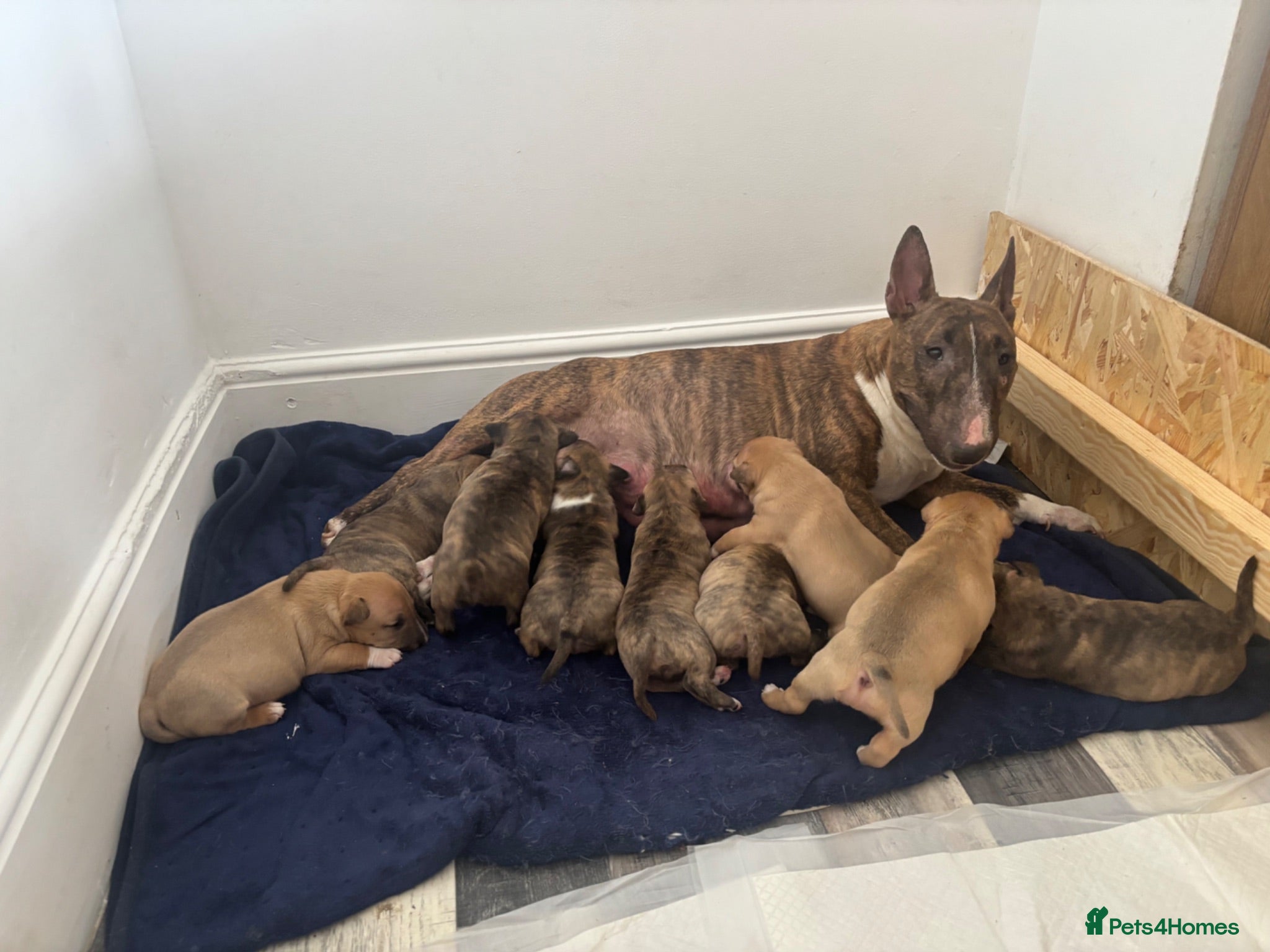 Miniature Bull terrier dogs Miniature English bull terriers - Advert 1