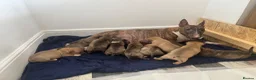 Miniature Bull terrier dogs for sale: Miniature English bull terriers - Advert 1