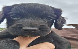 Cocker Spaniel dogs for sale: Working cocker spaniel  - Image 3