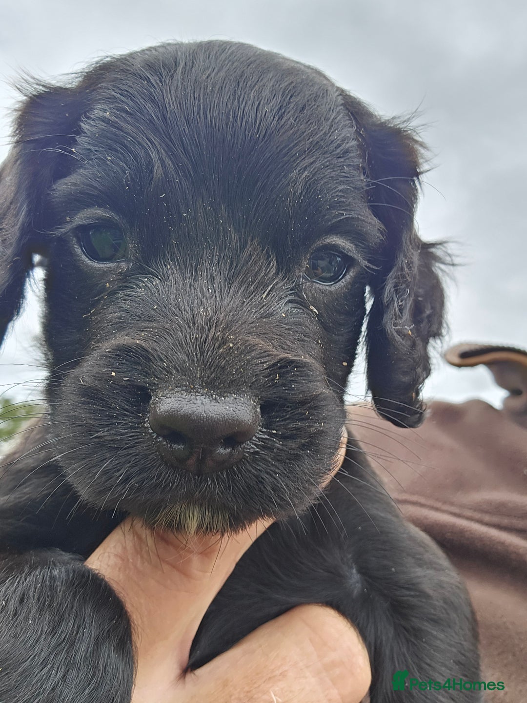 Cocker Spaniel dogs for sale: Working cocker spaniel  - Image 3