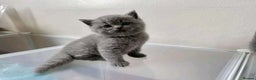 British Shorthair cats for sale: British Shorthair Kittens for sale - Advert 6