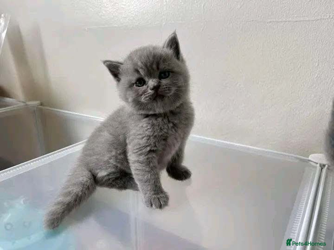 British Shorthair cats for sale: British Shorthair Kittens for sale - Advert 6