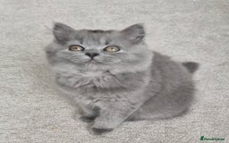 British Longhair cats for sale: READY NOW, ACTIVE OR PET BLH GIRL, GCCF, PEDIGREE - Image 2