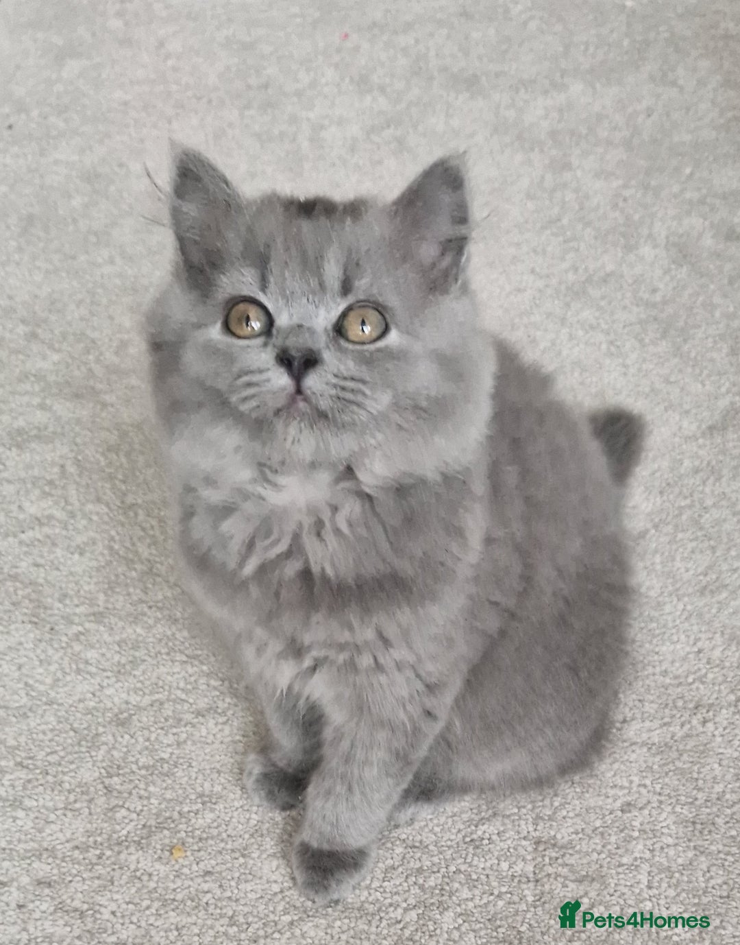 British Longhair cats for sale: READY NOW, ACTIVE OR PET BLH GIRL, GCCF, PEDIGREE - Image 2