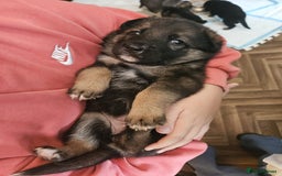 Mixed Breed dogs for sale: Collie x German Shepherd pups - Image 1