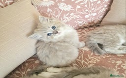 Ragdoll cats for sale: Mink ragdoll babies  - Image 5