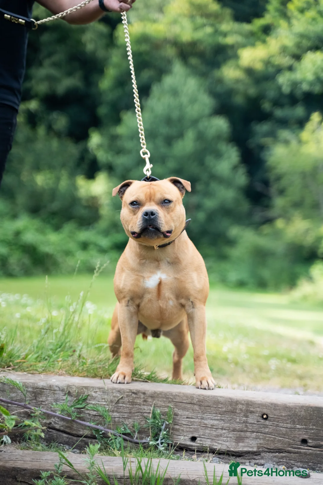 Staffordshire Bull Terrier dogs for stud: Exceptional Red Staffordshire Bull Terrier! in Nottingham - Advert 4