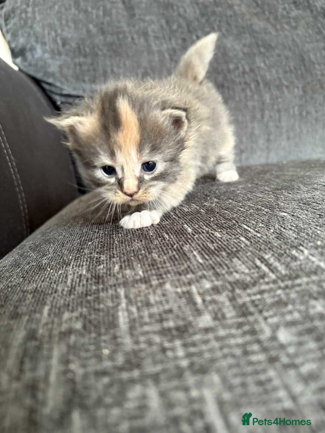 Maine Coon cats for sale: 3/4 maine coon kittens  - Image 22