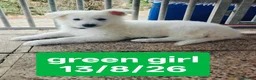 White Swiss Shepherd dogs for sale: Stunning KC reg long-coated White Swiss Shepherd - Advert 18