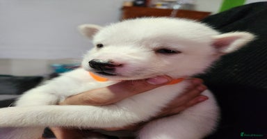 Siberian Husky dogs - Advert 2