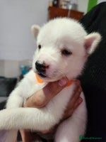 Siberian Husky dogs - Advert 8
