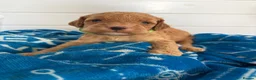 Cockapoo dogs for sale: Health tested 4 red F1b cockapoo  - Advert 24