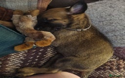 Belgian Shepherd Dog dogs for sale: Female malinois for sale £300 roughly 8 weeks old - Image 1