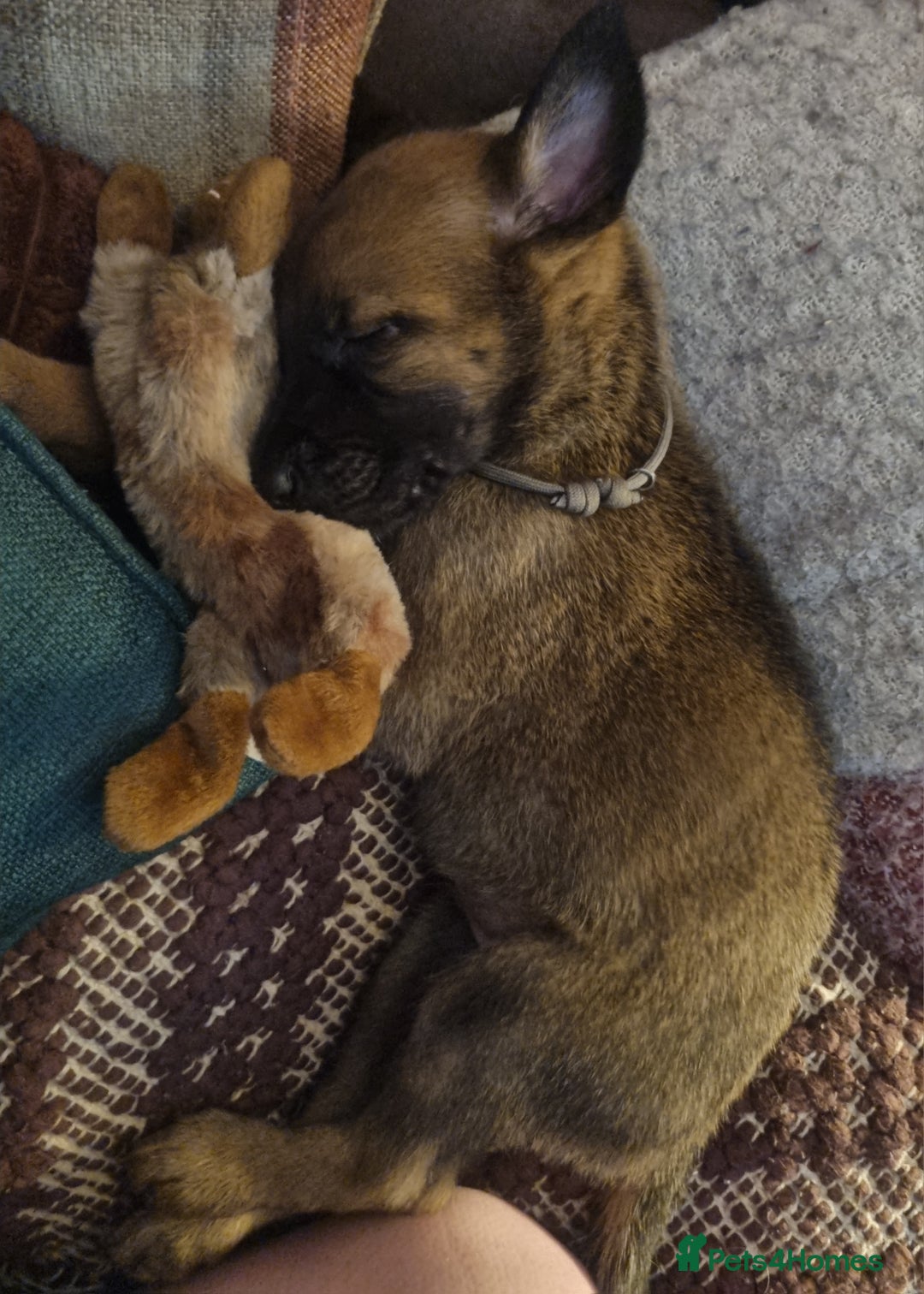 Belgian Shepherd Dog dogs for sale: Female malinois for sale £300 roughly 8 weeks old - Image 1