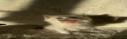 Ragdoll cats for sale: 2x GCCF Ragdoll kittens (male & female) available - Advert 19