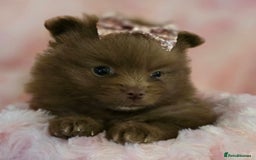 Pomeranian dogs for sale: Pomeranian puppies  - Image 7
