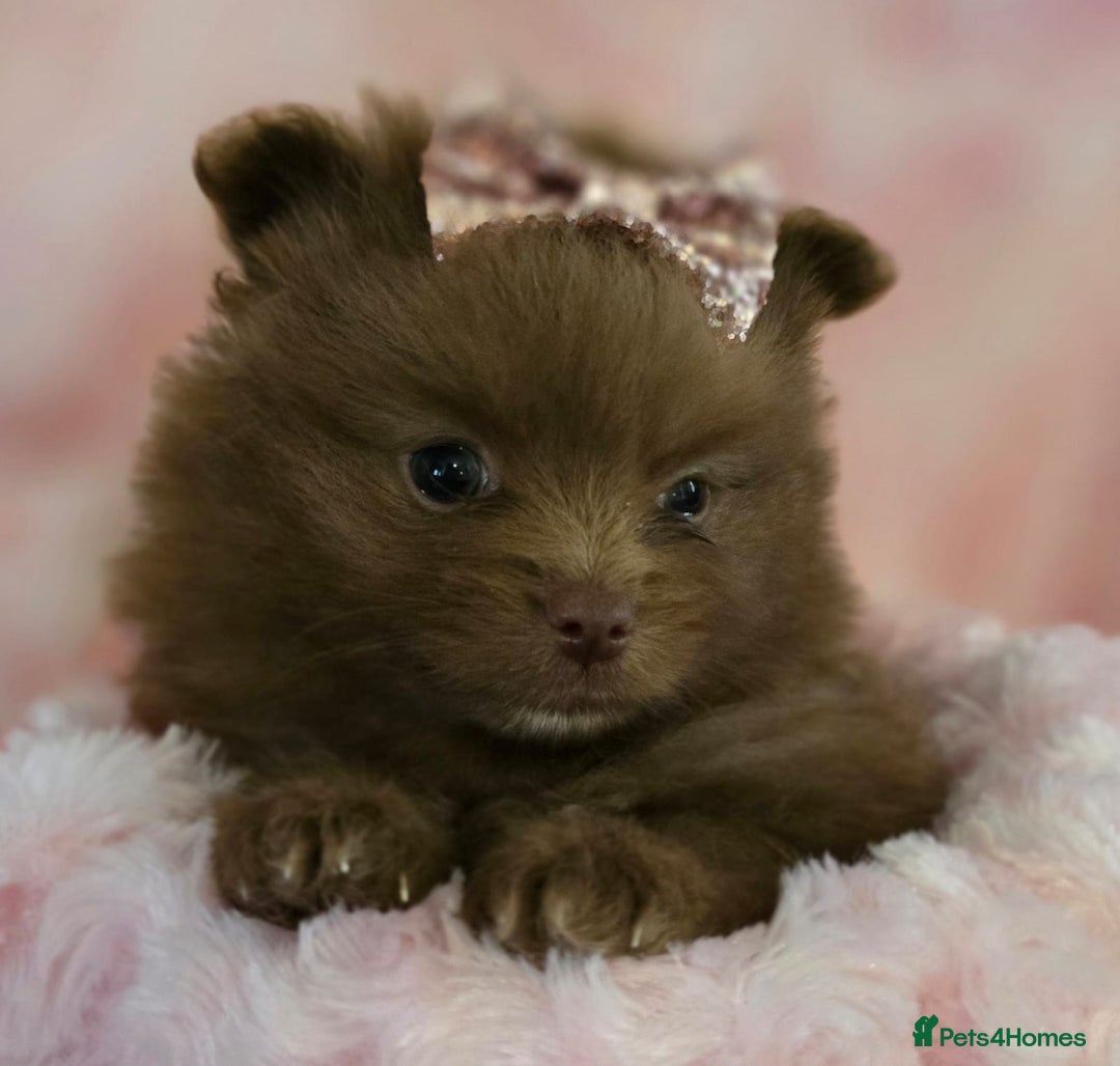 Pomeranian dogs for sale: Pomeranian puppies  - Image 7
