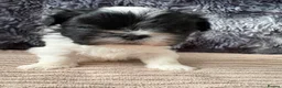 Lhasa Apso dogs for sale: KC Lhasa Apso Puppies – Ancestor of Shih Tzu - Advert 17